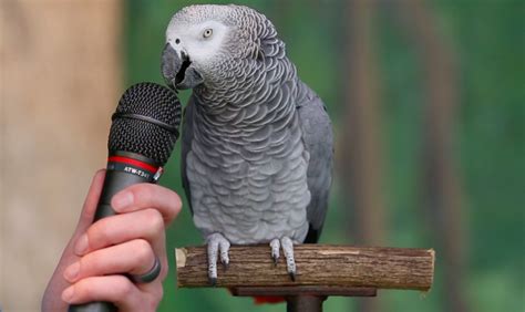 Chirping to Conversation: Meet the Fascinating Bird That Can Talk!